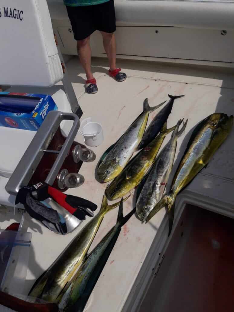 Dorado Fishing